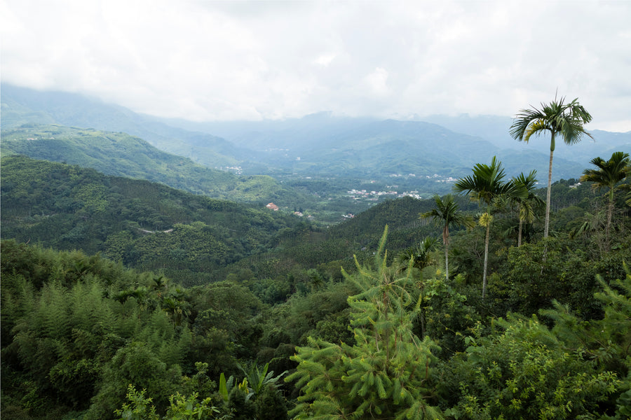 The Oolong Spectrum – Floating Leaves US